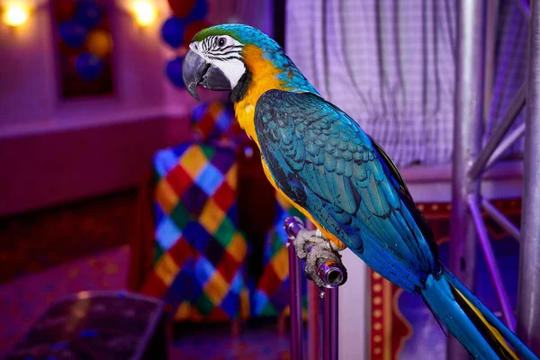 Renkli papağan manzaralı, kapalı.