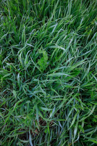 Verde hierba densa, después de la lluvia —  Fotos de Stock