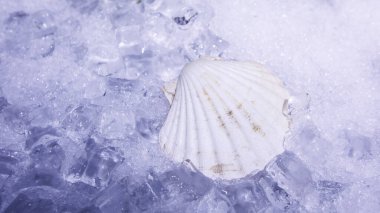 Naldu istiridyeleri kapalı, limon ve hafif