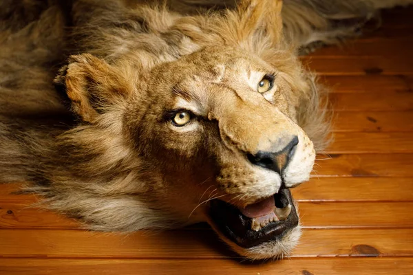 lion head on the wall . High quality photo