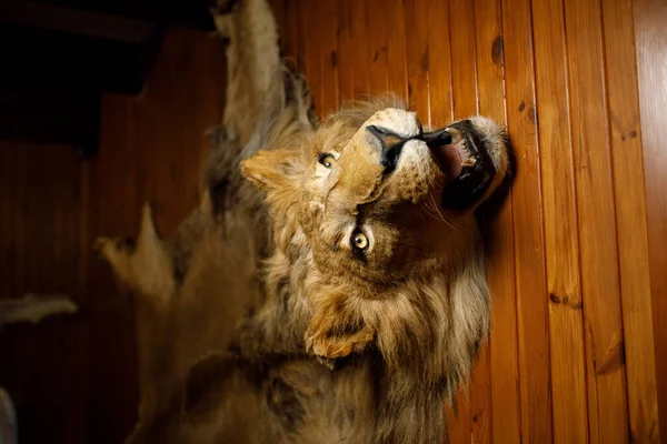 Löwenkopf an der Wand — Stockfoto