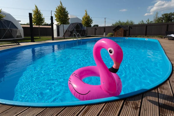 Pembe Flamingolar Havuzda