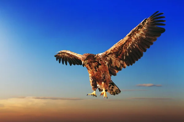 Flying eagle on blue sky — Stock Photo, Image