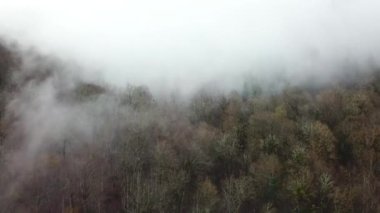 Hava görüntüsü. Ormanda sisli bir sis var. Soçi, Rusya.