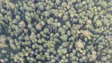 Hava manzaralı çam ağaçları ormanları, yemyeşil ağaçlar. Sibirya, Rusya.