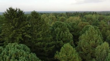 Hava manzaralı çam ağaçları ormanları, yemyeşil ağaçlar. Sibirya, Rusya.