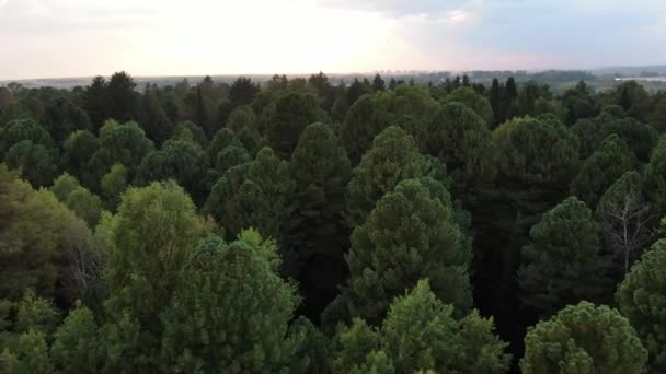 Vista Aérea Pinheiros Floresta Árvores Sempre Verdes Sibéria Rússia — Vídeo de Stock