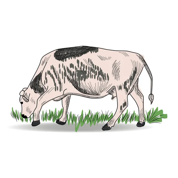 Vaca Mano Dibujada Estilo Gráfico Ilustración Grabado Vintage Para Póster — Archivo Imágenes Vectoriales