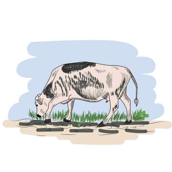 Krowa Ręcznie Rysowana Graficznym Stylu Ilustracja Grawerowania Vintage Plakat Pajęczyna — Wektor stockowy