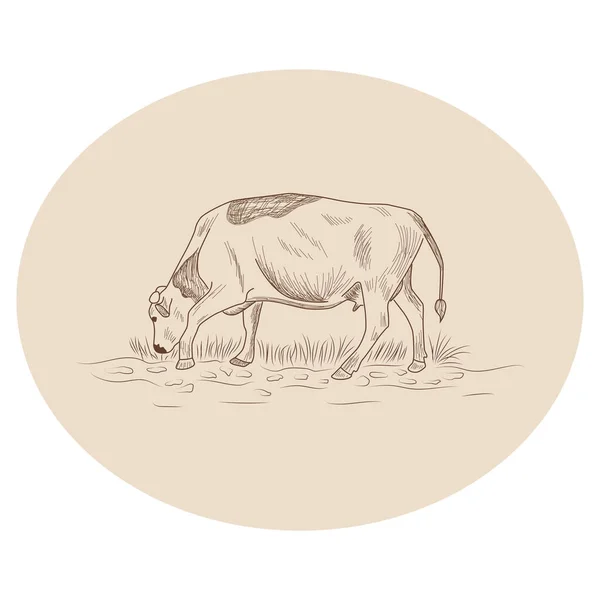 Mucca Disegnata Mano Stile Grafico Illustrazione Incisione Vintage Poster Web — Vettoriale Stock