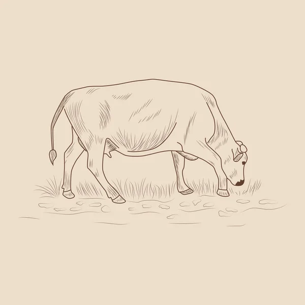 Kráva Ručně Kreslená Grafickém Stylu Ročník Rytiny Ilustrace Pro Plakát — Stockový vektor