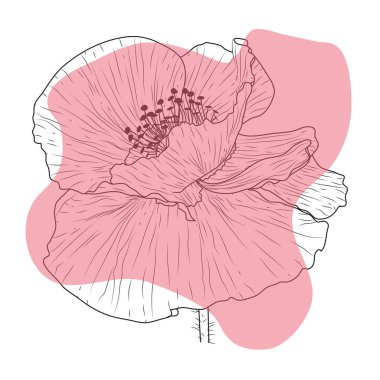 Haşhaş kırmızısı çiçek, tomurcuk, eskiz ve taklit suluboya