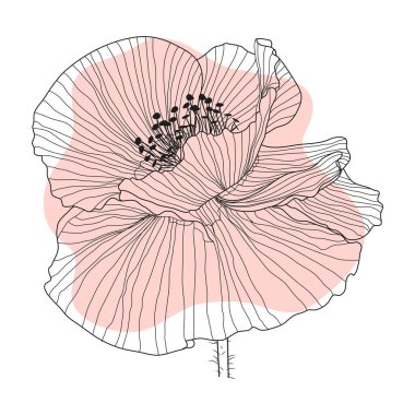 Haşhaş kırmızısı çiçek, tomurcuk, eskiz ve taklit suluboya