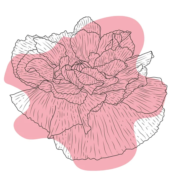 Макова Червона Квітка Бутон Ескіз Імітація Акварелі — стоковий вектор
