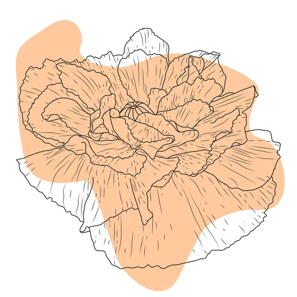 Poppy Fleur Rouge Bourgeon Croquis Imitation Aquarelle — Image vectorielle