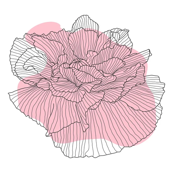 Poppy Fleur Rouge Bourgeon Croquis Imitation Aquarelle — Image vectorielle