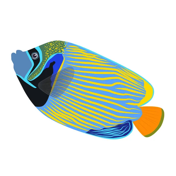 Emperador Angelfish Pomacanthus Imperator White Sea Animal Wildlife Character Naturaleza — Vector de stock