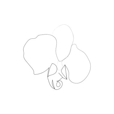 Güzel çiçek orkidesinin aralıksız çizimi