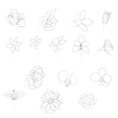 Devamlı güzel çiçek çizimleri Calla, canavar yaprağı, gül, nergis, nilüfer, orkide