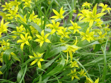 Gagea lutea 'nın küçük çiçekleri ya da kaz soğanı. Beytüllahim 'in sarı yıldızı baharı güneşli bir günde çiçek açıyor. Doğa ve botanik, bahçe dekorasyonu için sarı yapraklı çiçekler..