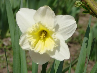 Narcissus çiçek tarhı. Sararmış. Beyaz nergis çiçekleri narsissi nergisler. Narcissus çiçeği aynı zamanda nergis, daffadowndilly, narcissus ve jonquil olarak da bilinir..