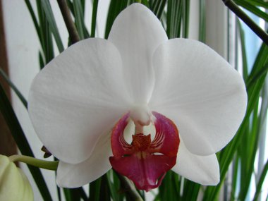 Kırmızı çekirdekli bir orkide beyazı, yeşilliğin arka planına karşı büyük yapraklar, evde büyüyen, hobi