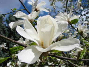 Gökyüzüne yakın beyaz manolya çiçeği.