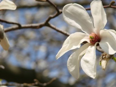 Çiçekli Manolya Lale Ağacı. Çin Manolyası x Soul Angeana çiçeği