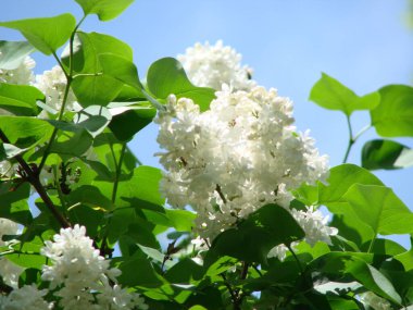 Yaygın bir şırınga, leylak, makro çalı, beyaz tarla. Mavi gökyüzüne karşı beyaz çiçekli bitkiler. Taze çiçeklerle dolu bahar manzarası.