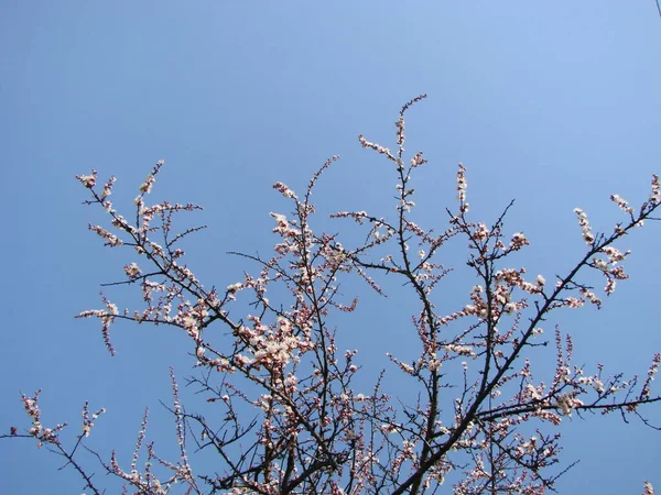 Frühlingsblüte Hintergrund Mit Aprikose Schöne Naturszene Mit Blühendem Baum Und — Stockfoto