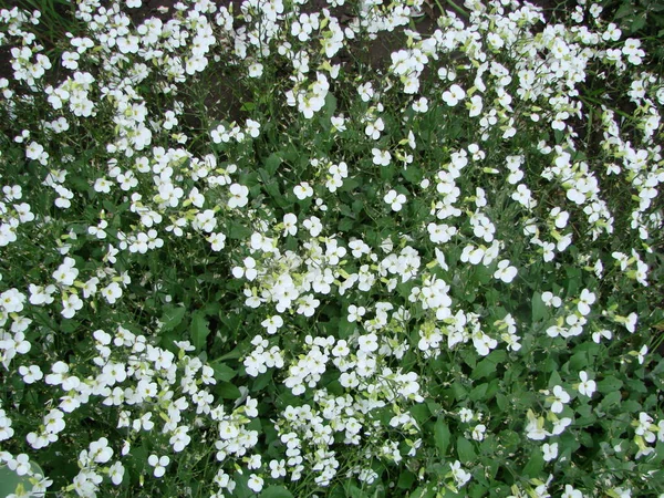 Blommig Bakgrund Cerastium Snö Sommar Blommor Närbild — Stockfoto