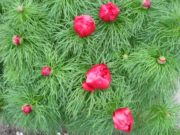Закрытие Красного Горного Пиона Paeonia Tenuifolia Украина — стоковое фото