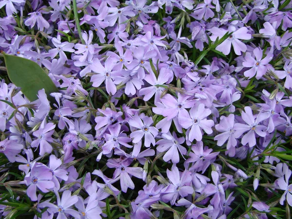 Menor Azul Periwinkle Común Flores Primavera Fondo Flor Ucraniana Tradicional — Foto de Stock
