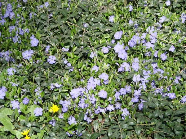 Mindre Blå Periwinkle Vanligt Våren Blommor Bakgrund Traditionella Ukrainska Blomma — Stockfoto