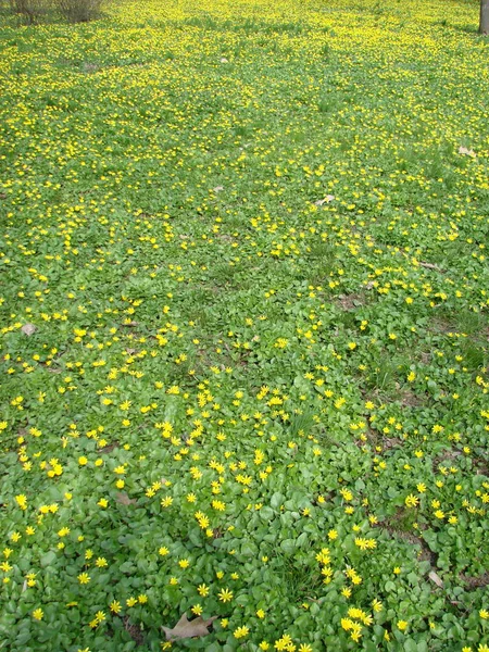 Glade Med Blommande Smörblomma Ficaria Verna Våren — Stockfoto