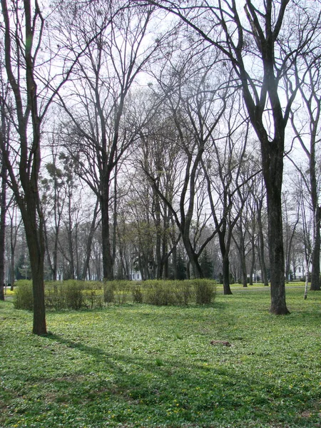 Lichtung Mit Blühender Ranunkel Ficaria Verna Frühling — Stockfoto