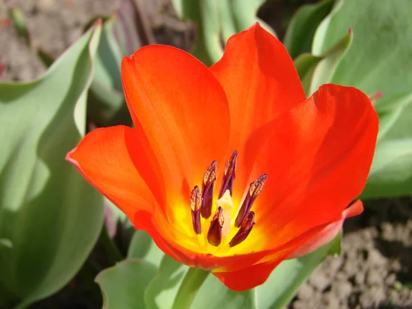 Flor Tulipán Rojo Fondo Flores Borrosas Tulipanes Rojos —  Fotos de Stock