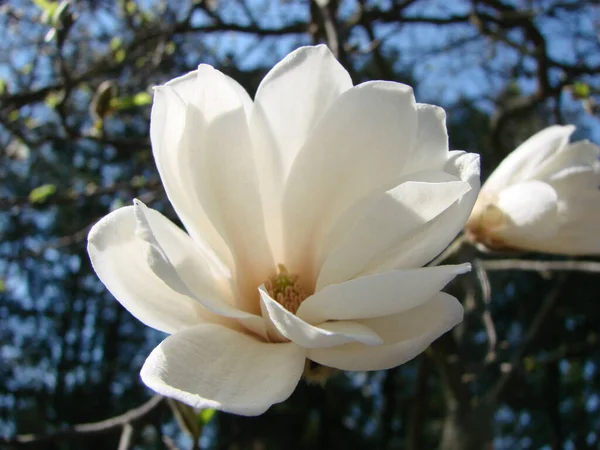 Fiore Magnolia Bianca Contro Cielo Primo Piano — Foto Stock