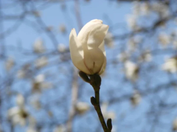 Flowering Magnolia Tulip Tree Chinese Magnolia Soulangeana Blossom — Stock Photo, Image