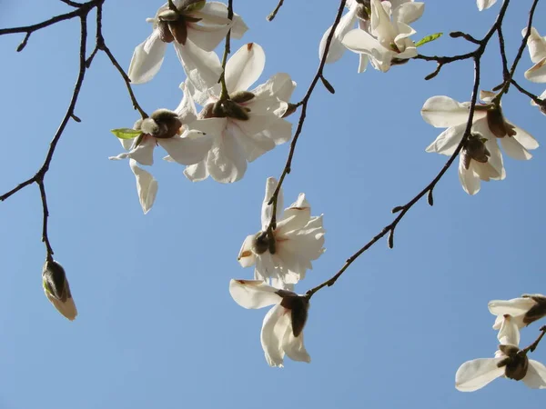 Flowering Magnolia Tulip Tree. Chinese Magnolia x soulangeana blossom