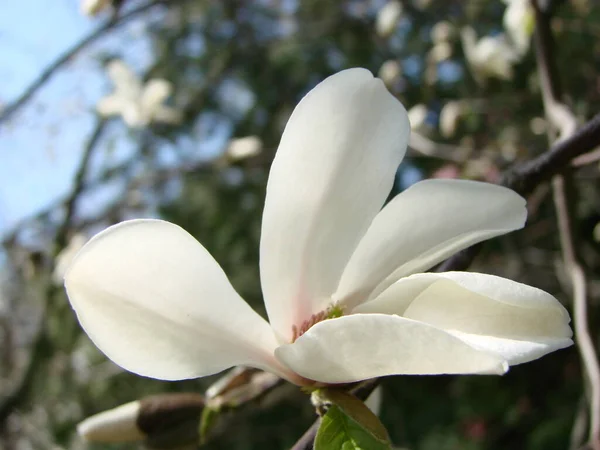 Blomstrende Magnolia Tulip Tree Kinesisk Magnolia Soulangeana Blomstre - Stock-foto