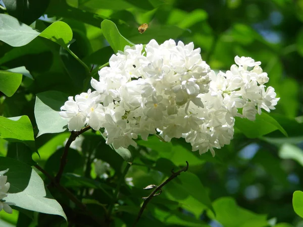 Floração Comum Syringa Vulgaris Lilacs Macro Arbusto Cultivar Branco Lírio — Fotografia de Stock