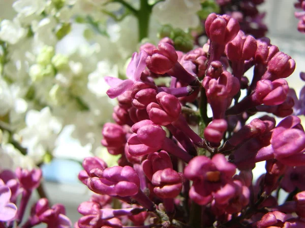 Bir buket güzel beyaz ve mor leylak çiçeği. Bahar çiçekleri. Narin çiçekli, çiçek açan leylak çalısı..