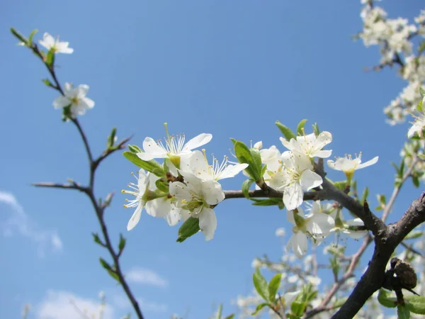 Flores Brancas Ramo Blackthorn Flor Início Primavera — Fotografia de Stock