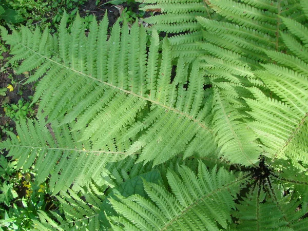 完璧な自然なシダのパターン 若い緑のシダの葉で作られた美しい背景 — ストック写真
