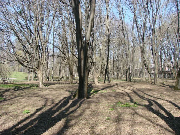 春の公園の木 まだ芽の葉 明るい青空に対して — ストック写真