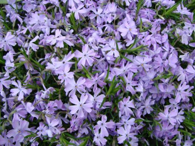 Daha az mavi menekşe, bahar çiçekleri arka plan, geleneksel Ukrayna çiçeği