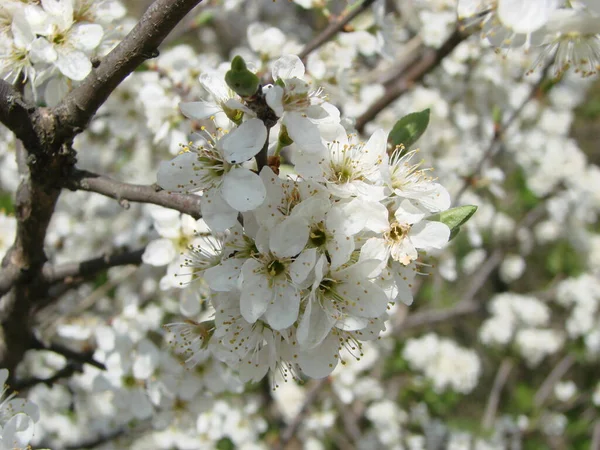 Fundo Flor Primavera Com Damasco Bela Cena Natureza Com Árvore — Fotografia de Stock