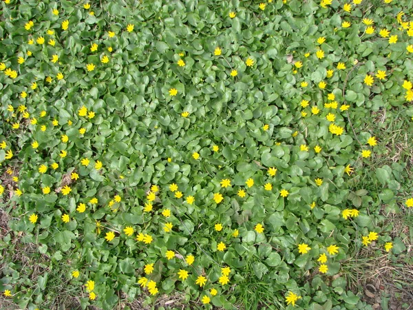 Glade Med Blommande Smörblomma Ficaria Verna Våren — Stockfoto