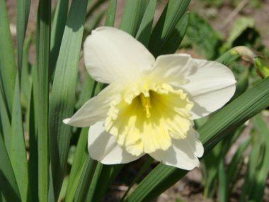 Narcissus çiçek tarhı. Sararmış. Beyaz nergis çiçekleri narsissi nergisler. Narcissus çiçeği aynı zamanda nergis, daffadowndilly, narcissus ve jonquil olarak da bilinir..